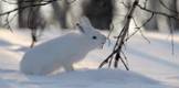 Охота на зайца в зимнее время. Как его привлечь?